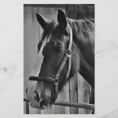 Black White Horse _ Animal Photography Art Stationery