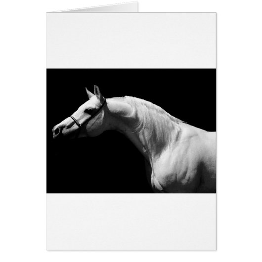 Black & White Horse Cards (Front)