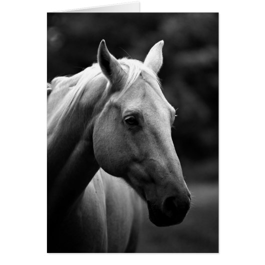Black & White Horse Cards (Front)