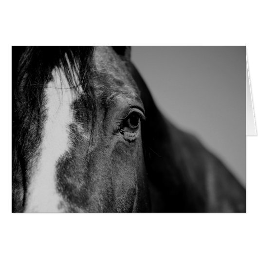 Black White Horse Eye Artwork Cards (Front Horizontal)
