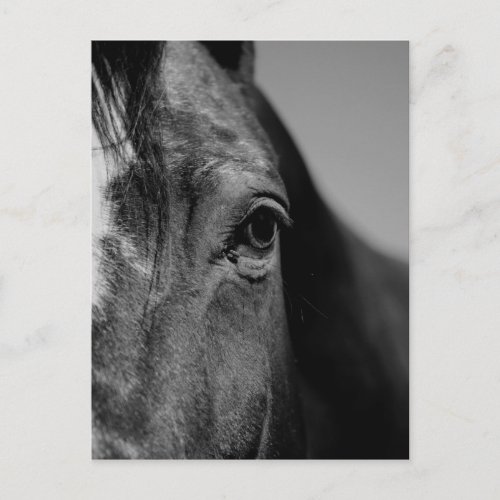Black White Horse Eye Artwork Postcard