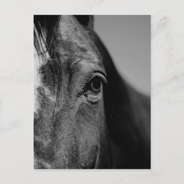 Black White Horse Eye Artwork Postcard (Front)