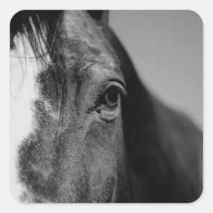 Black White Horse Eye Artwork Square Sticker