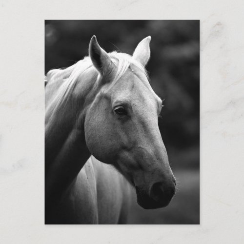 Black  White Horse Head Postcard
