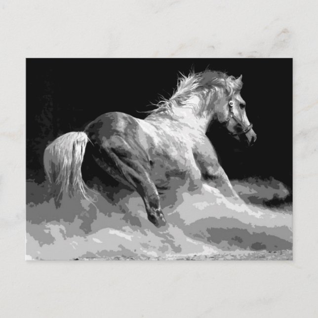 Black & White Horse in Action Postcard (Front)