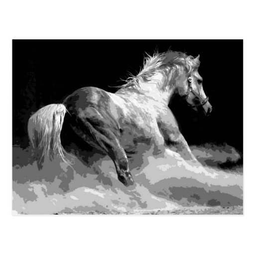 Black & White Horse in Action Postcard | Zazzle