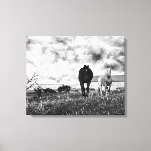 Black White Horse Photography Canvas Print