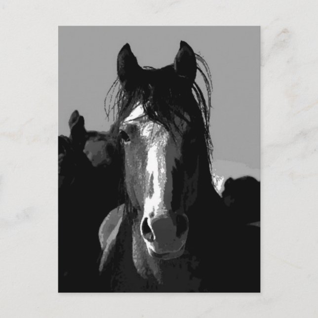 Black & White Horse Portrait Postcard (Front)