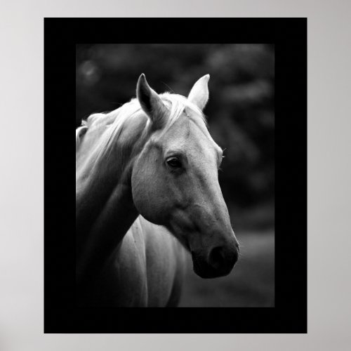 Black White Horse Portrait Poster
