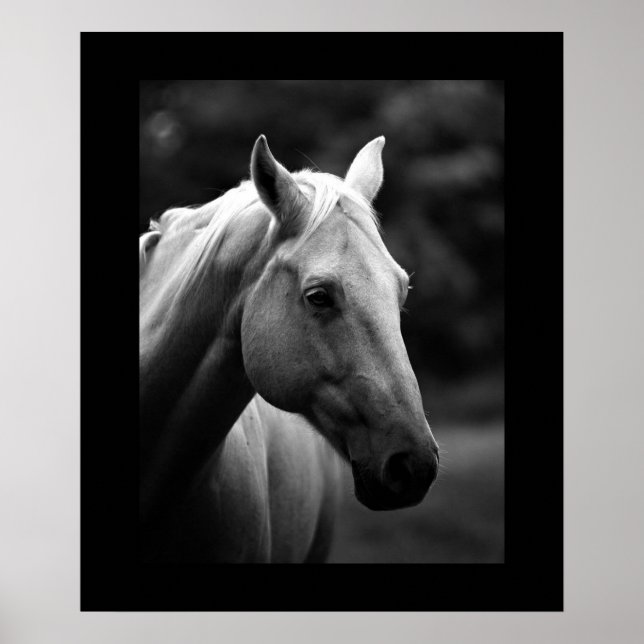 Black White Horse Portrait Poster (Front)