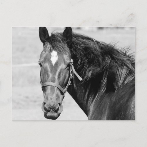 Black White Horse Postcard