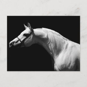 Black & White Horse Postcard