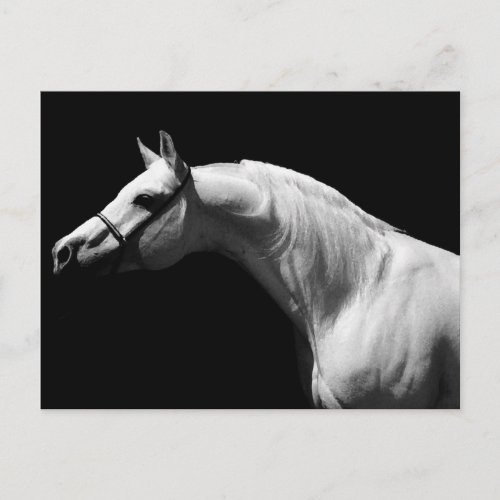 Black  White Horse Postcard