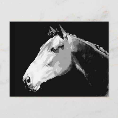 Black  White Horse Postcard