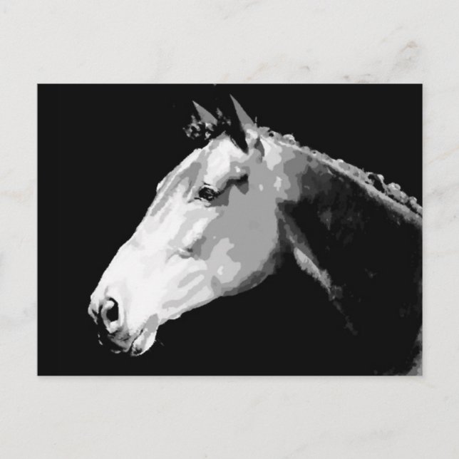 Black & White Horse Postcard (Front)