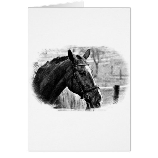 Black White Horse Sketch Cards (Front)