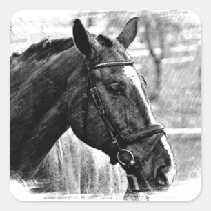 Black White Horse Sketch Square Sticker