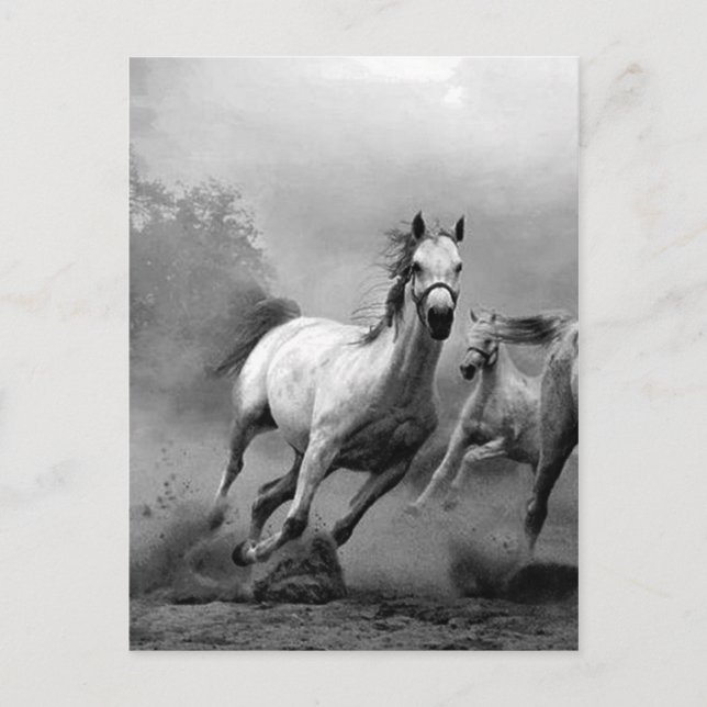 Black & White Horses Running Postcard (Front)