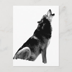 Black White Howling Wolf Postcard