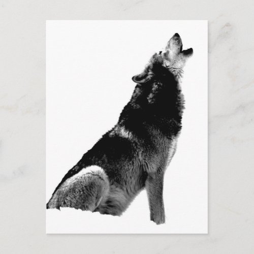 Black White Howling Wolf Postcard