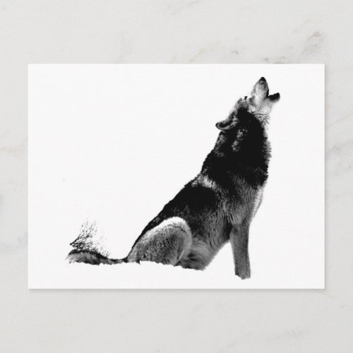 Black White Howling Wolf Postcard