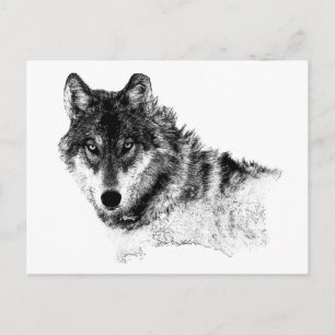 Black White Inspirational Wolf Eyes Postcard