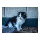 Black + White Kitten (Front Horizontal)