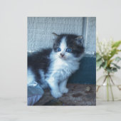 Black + White Kitten (Standing Front)