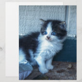 Black + White Kitten (Front/Back)
