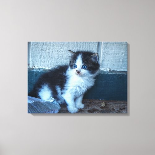 Black  White Kitten Canvas Print