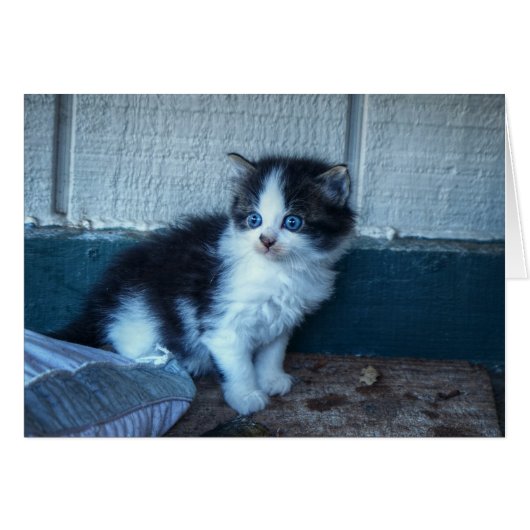 Black + White Kitten Cards (Front Horizontal)