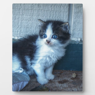 Black + White Kitten Plaque