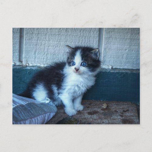 Black  White Kitten Postcard