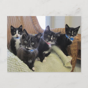 Black & White Kittens 2014 Announcement Postcard