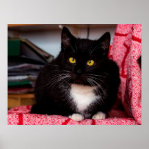 Black & White Kitty Cat Customizable Poster