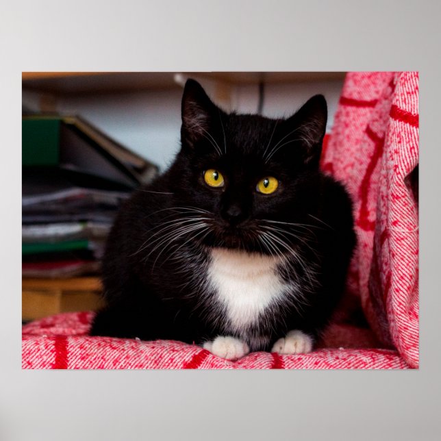 Black & White Kitty Cat Customizable Poster (Front)