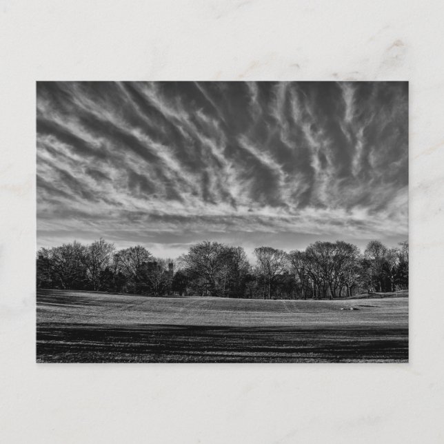 Black & White Landscape Central Park Photo Postcard (Front)