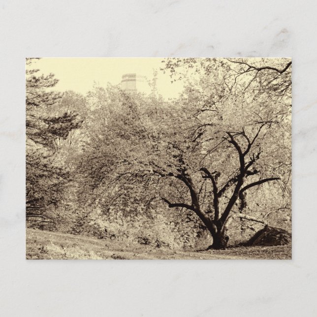 Black & White Landscape Winter Tree in Central Par Postcard (Front)