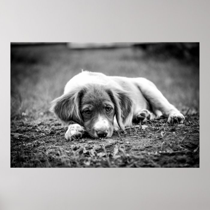 Black & White Lazy Brittany Puppy Poster