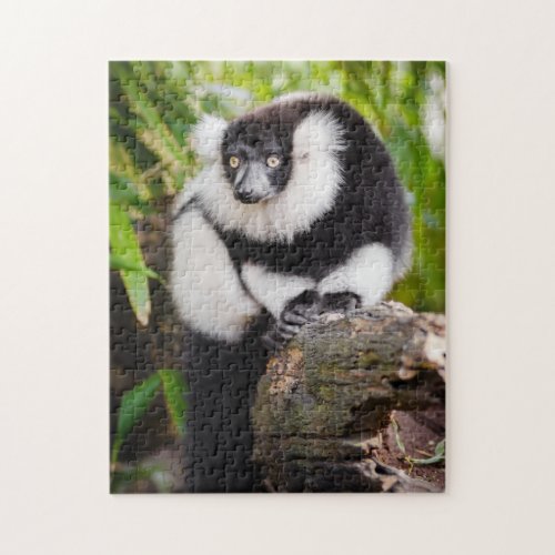 Black  White Lemur Monkey Jigsaw Puzzle