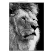 Black White Lion (Front)