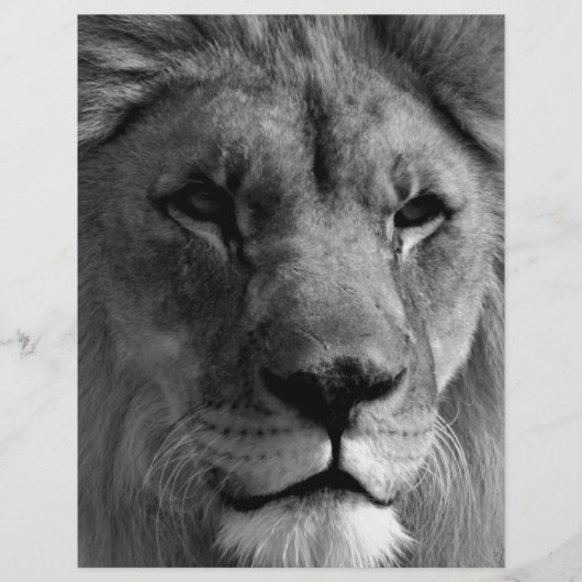Black & White Lion (Front)
