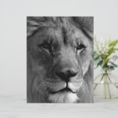 Black & White Lion (Standing Front)