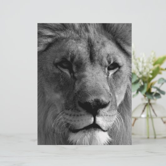 Black & White Lion (Standing Front)