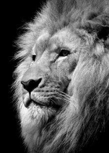 black white lion posters