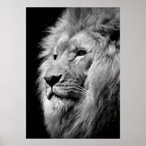 Black  White Lion  Animal Photography Art Poster