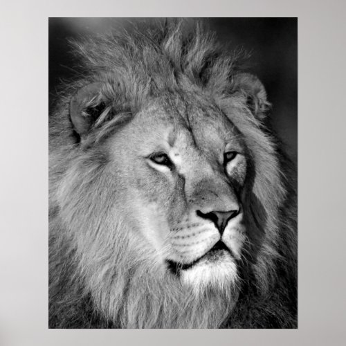 Black White Lion _ Animal Photography Art Poster
