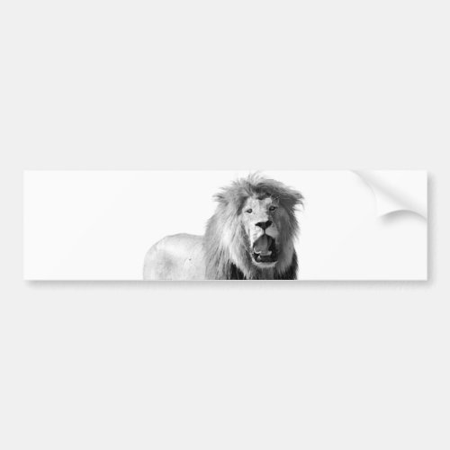 Black  White Lion Bumper Sticker