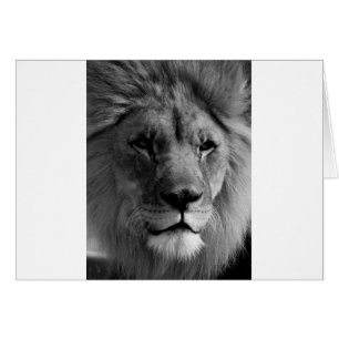 Black & White Lion Cards