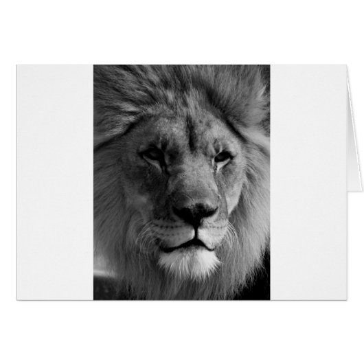 Black & White Lion Cards (Front Horizontal)